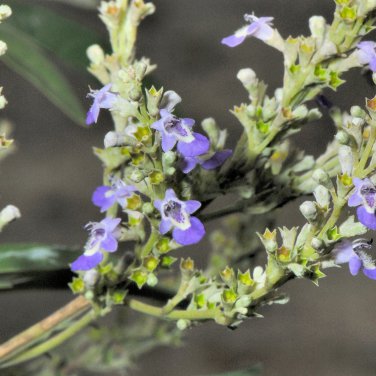 Vitex Negundo Tree Semente Plant Shrub Tree Stem Jing Tiao 100 PCS Seeds