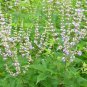 Vitex Negundo Tree Semente Plant Shrub Tree Stem Jing Tiao 100 PCS Seeds