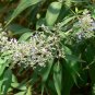 Vitex Negundo Tree Semente Plant Shrub Tree Stem Jing Tiao 100 PCS Seeds