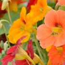 Tropaeolum majus Nasturtium Mixed Colors 100 PCS Seeds