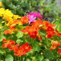 Tropaeolum majus Nasturtium Mixed Colors 100 PCS Seeds