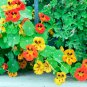 Tropaeolum majus Nasturtium Mixed Colors 100 PCS Seeds