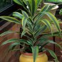 Dracaena 10 PCS Seeds