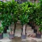 Dracaena 10 PCS Seeds