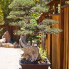 Colorful Japanese Juniper 100 PCS Seeds Colorful Japanese Juniper 100 PCS Seeds