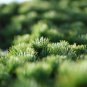 Colorful Japanese Juniper 100 PCS Seeds