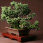 Colorful Japanese Juniper 100 PCS Seeds