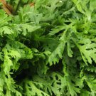 Tong Ho edible Chrysanthemum coronarium Asia Veg 2000 Seeds