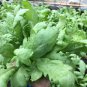 Tong Ho edible Chrysanthemum coronarium Asia Veg 2000 Seeds
