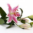 Tawny Daylily White Red Stripes Double Flowers 200 PCS Seeds Tawny Daylily White Red Stripes Double Flowers 200 PCS Seeds