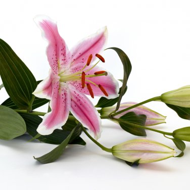 Tawny Daylily White Red Stripes Double Flowers 200 PCS Seeds