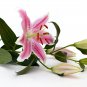 Tawny Daylily White Red Stripes Double Flowers 200 PCS Seeds