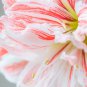 Tawny Daylily White Red Stripes Double Flowers 200 PCS Seeds