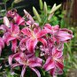 Tawny Daylily White Red Stripes Double Flowers 200 PCS Seeds
