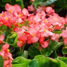 Rieger Begonias Flower 50 PCS Seeds