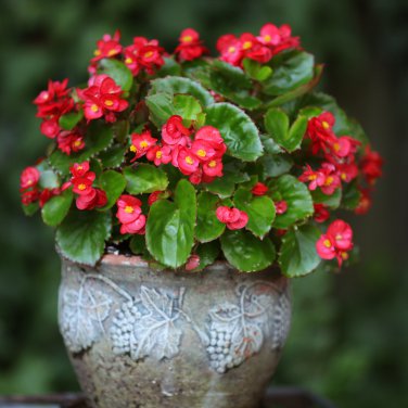 Red Rieger Begonias 50 PCS Seeds