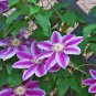Rainbow Clematis 300 PCS Seeds