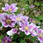 Rainbow Clematis 300 PCS Seeds