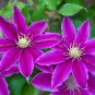 Rainbow Clematis 300 PCS Seeds