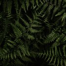 Fern Greyish Green Color 200 PCS Seeds