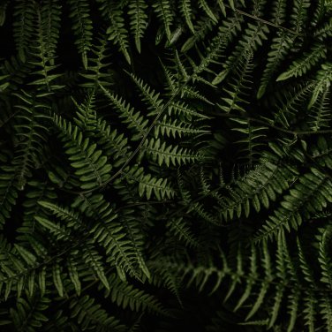 Fern Greyish Green Color 200 PCS Seeds