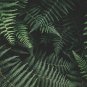 Fern Greyish Green Color 200 PCS Seeds
