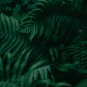 Fern Greyish Green Color 200 PCS Seeds