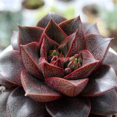 Echeveria purpusorum Red Succulent 10 PCS Seeds