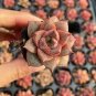 Echeveria purpusorum Red Succulent 10 PCS Seeds