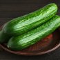 Cucumber Self-Pollinated Organic Vegetable 70 PCS Seeds