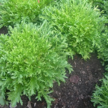Cichorium Endivia 1000 PCS Seeds