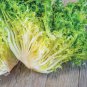 Cichorium Endivia 1000 PCS Seeds