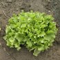 Cichorium Endivia 1000 PCS Seeds