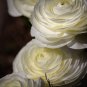 White Ranunculus Plant DIY Potted Plants Germination 100 PCS Seeds