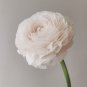 White Ranunculus Plant DIY Potted Plants Germination 100 PCS Seeds