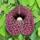Aristolochia elegans 1 PCS Seeds Aristolochia elegans 1 PCS Seeds