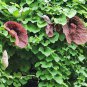 Aristolochia elegans 1 PCS Seeds