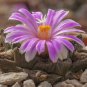 ariocarpus fissuratus 10 PCS Seeds