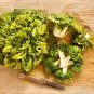 Yellow Heart pak choi 4000 PCS Seeds