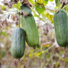 Vegetables Garden Plants Luffa cylindrica Loofah 35 PCS Seeds Vegetables Garden Plants Luffa cylindrica Loofah 35 PCS Seeds