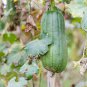 Vegetables Garden Plants Luffa cylindrica Loofah 35 PCS Seeds