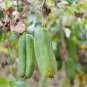 Vegetables Garden Plants Luffa cylindrica Loofah 35 PCS Seeds