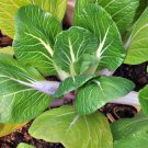 Vegetable Chinese cabbage Suzhou green 2000 PCS Seeds