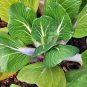 Vegetable Chinese cabbage Suzhou green 2000 PCS Seeds