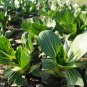 Vegetable Chinese cabbage Suzhou green 2000 PCS Seeds