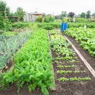 Vegetable Asian Home Garden Vegetable Fresh 3500 PCS Seeds