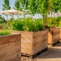 Vegetable Asian Home Garden Vegetable Fresh 3500 PCS Seeds