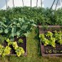 Vegetable Asian Home Garden Vegetable Fresh 3500 PCS Seeds