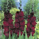 Vaniot Houtt Flower Gladiolus Bulb 3 PCS Seeds Vaniot Houtt Flower Gladiolus Bulb 3 PCS Seeds