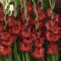 Vaniot Houtt Flower Gladiolus Bulb 3 PCS Seeds
